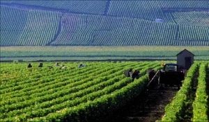 Eclairage LED domaine vinicole