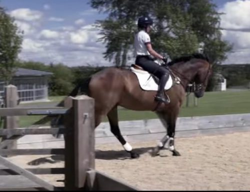 CARRIERE ENTRAINEMENT HIPPIQUE