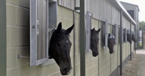 cheval1