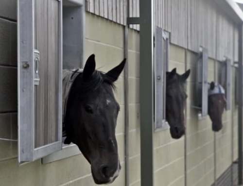 ÉCLAIRAGE LED HARAS