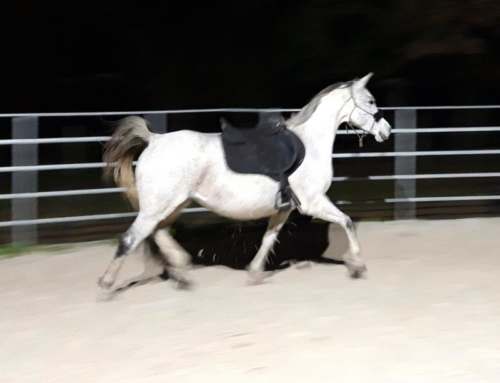 ECLAIRAGE LED CARRIERE EQUESTRE